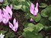 Wild cyclamens.jpg