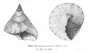 海雕麗口螺