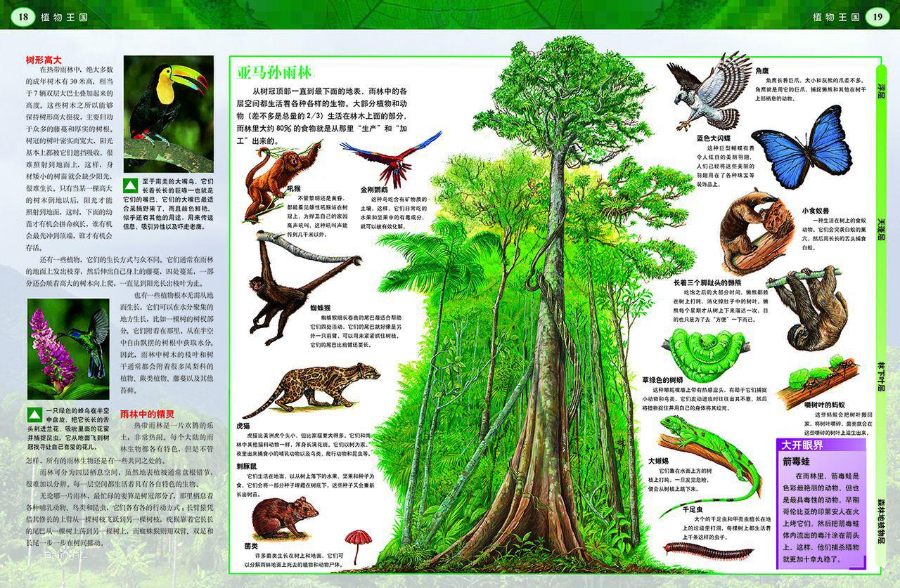 《發現之旅·植物王國》內文