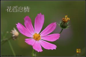 花香美境