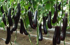 eggplant