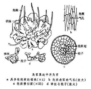 角苔綱