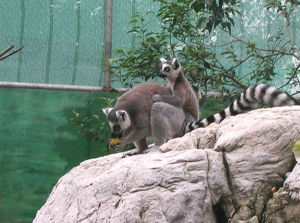 成都動物園狐猴館