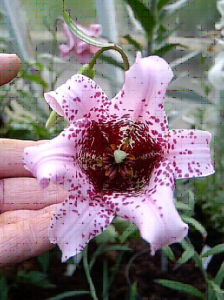 紫紅花滇百合