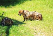 濟南野生動物世界