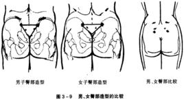 臀[人體部位]