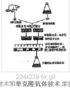 單克隆抗體技術