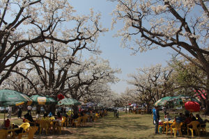 什川梨園