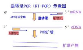 RT-PCR技術