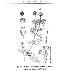 蘭香草（原變種）圖105