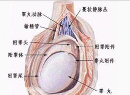 無睪丸