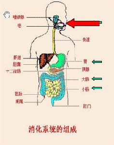 《人體消化系統》