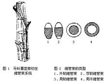 變褐色的維管束