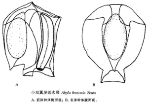 小雙翼多面水母