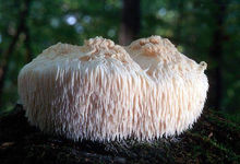 Hericium erinaceus