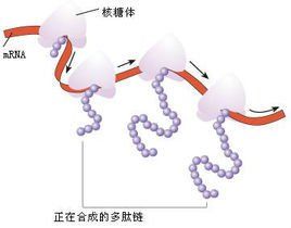 多聚核糖體