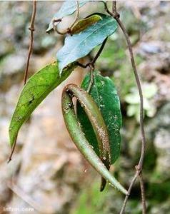 弓果藤屬