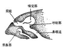 犁鼻器