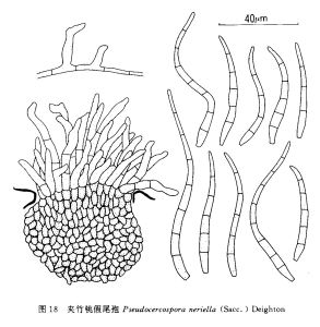 夾竹桃假尾孢