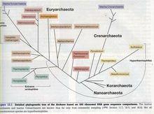 古核生物的結構