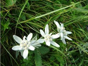 I EDELWEISS