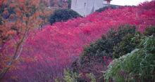 杭州瓶窯櫻花園