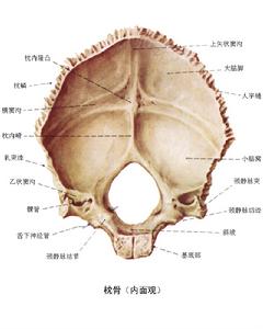 枕骨大孔