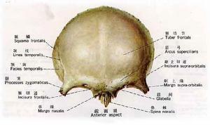 頂骨