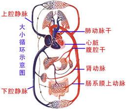 循環系統