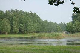 商丘黃河故道森林公園