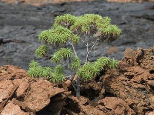 巴托洛梅島樹菊