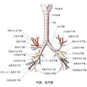 支氣管炎治療