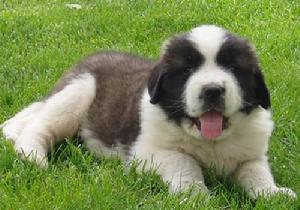 St. Bernard (dog)