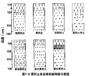 栗鈣土