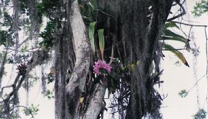 Cattleya amethystoglossa