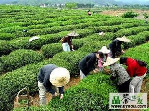 婺源茗眉茶