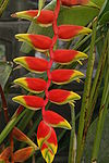 Heliconia rostrata04.JPG