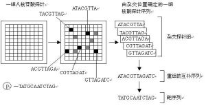 基因晶片原理圖