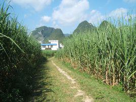 白土[重慶市黔江區白土鄉]