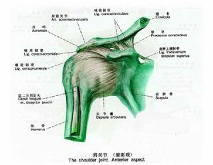 喙突