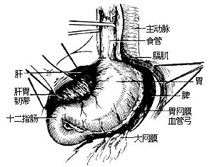 （圖）網膜腫瘤