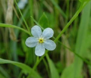 森林附地菜