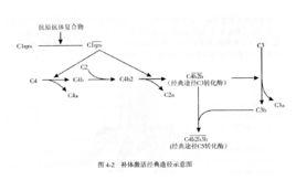 經典激活途徑