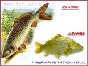 油潑鯉魚