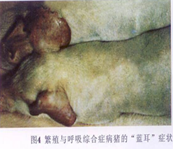 Porcine reproductive and respiratory syndrome virus