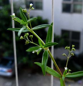 白花蛇舌草[茜草科耳草屬植物]