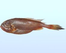 棘頭梅童魚