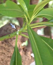 海芒果:植株無刺，具乳汁