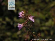 龍勝香茶菜