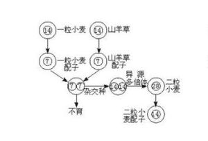 異源多倍體